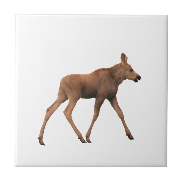 Ceramic Tile of baby moose (Front)