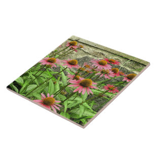 CERAMIC TILE/PINK CONEFLOWERS AGAINST STONE WALL TILE