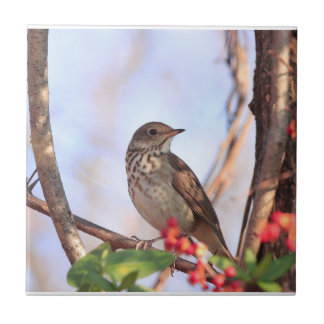 Ceramic tile with picture of hermit thrush