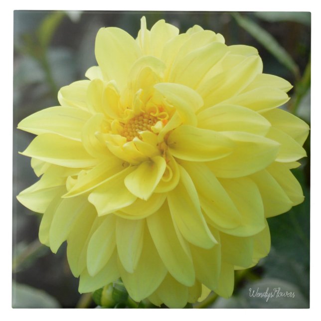 Ceramic tile with yellow dahlia (Front)