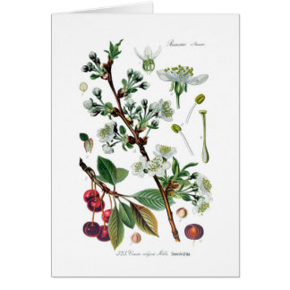 Cerasus vulgaris (Cherry)