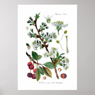Cerasus vulgaris (Cherry) Poster