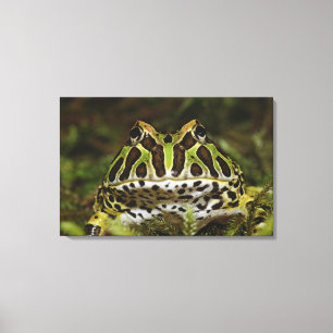 Ceratophrys cranwelli canvas print