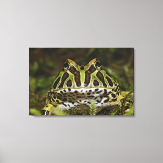 Ceratophrys cranwelli canvas print