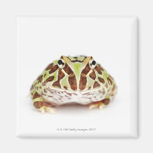 Ceratophrys Cranwelli, Cranwell's Horned Frog, Magnet