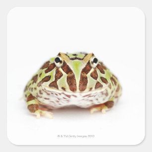 Ceratophrys Cranwelli, Cranwell's Horned Frog, Square Sticker