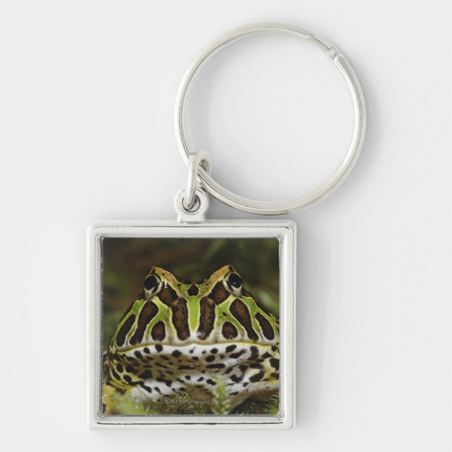 Ceratophrys cranwelli key ring (Front)
