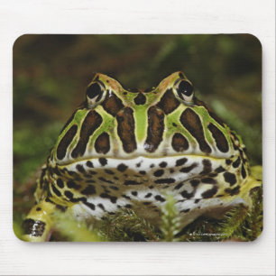 Ceratophrys cranwelli mouse pad