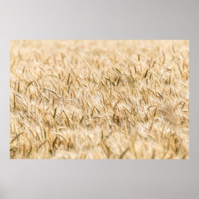 Cereals cornfield ripe agriculture poster (Front)