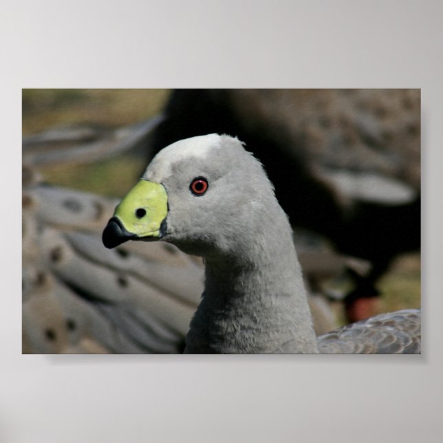 Cereopsis novaehollandiae or Cape Barren Goose Poster (Front)