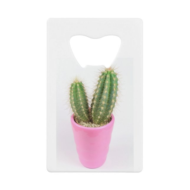Cereus cactus in a pink pot (Front)