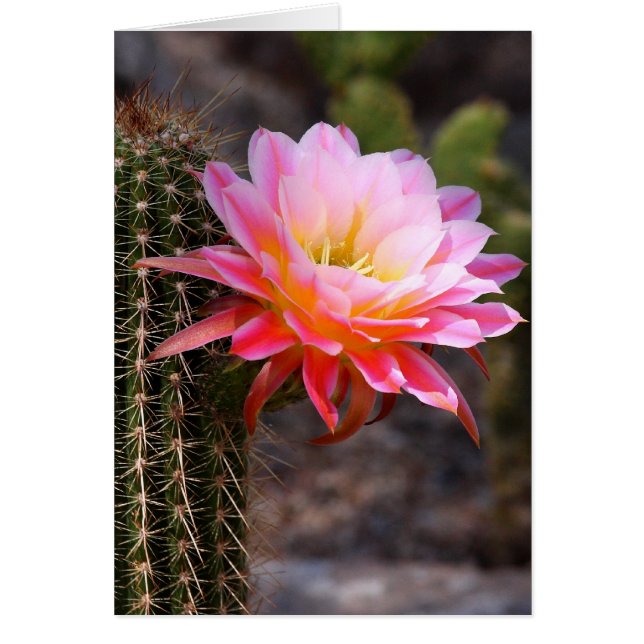Cereus in pink cactus bloom (Front)