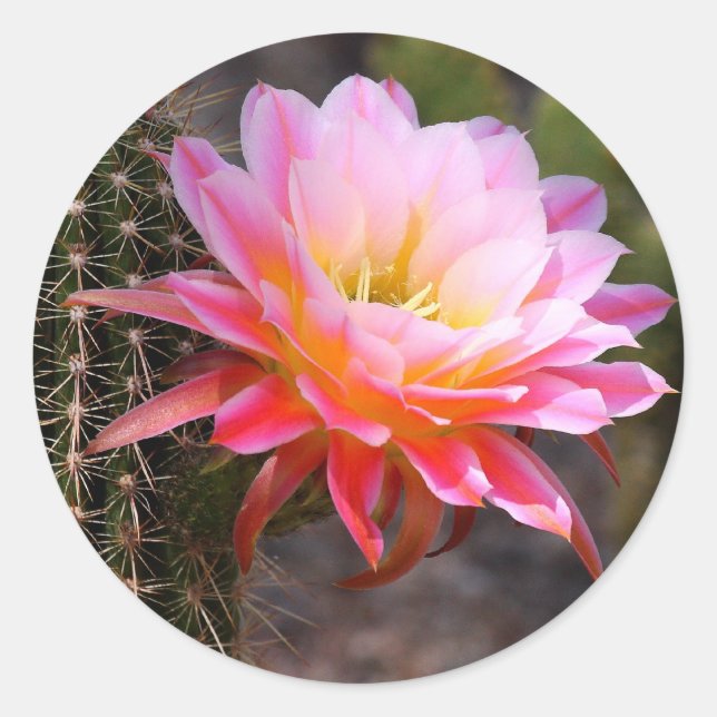 Cereus in pink cactus bloom classic round sticker (Front)