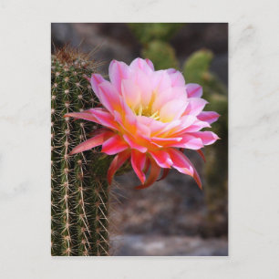 Cereus in pink postcard