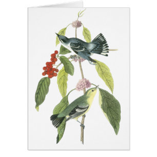Cerulean Warbler, John Audubon