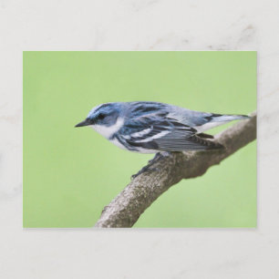 Cerulean Warbler Postcard