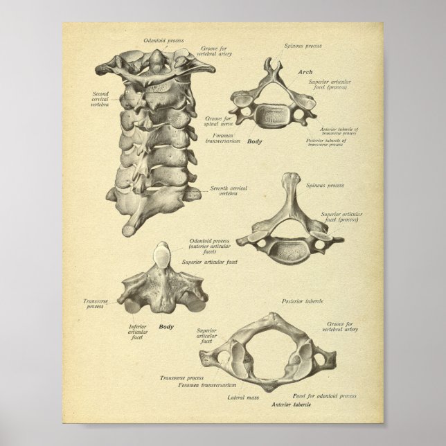 Cervical Spine Anatomy Print (Front)