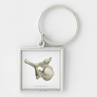 Cervical Vertebra