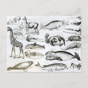 Cetacea Edentata Postcard