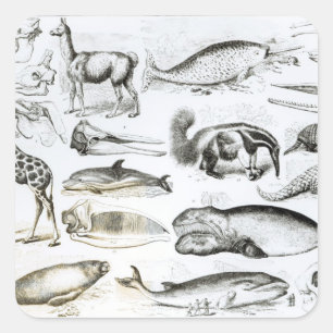 Cetacea Edentata Square Sticker