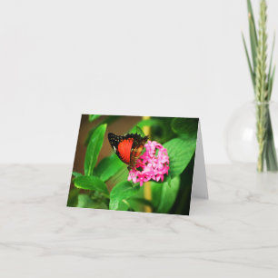 Cethosia biblis Card