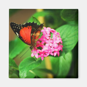 Cethosia biblis Magnet