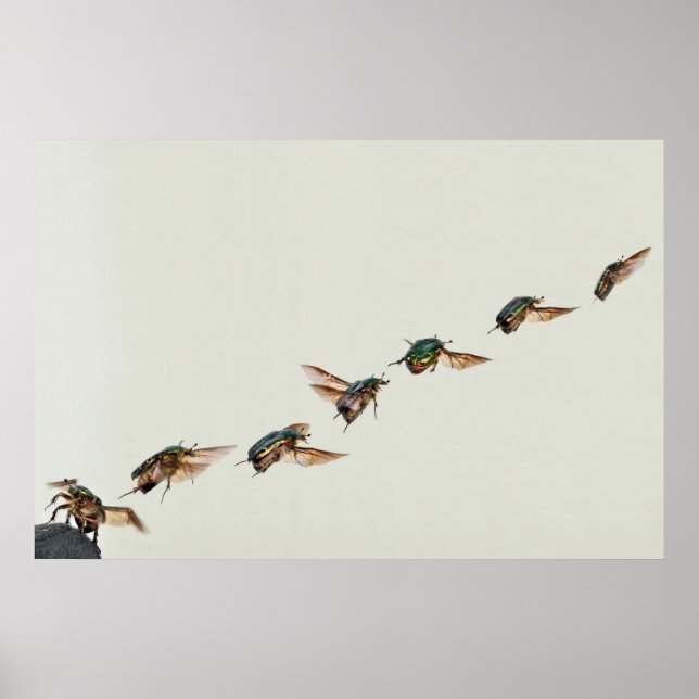 Cetonia aurata Take-off Poster (Front)