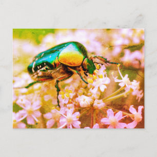 Cetonia beetle on white flower postcard