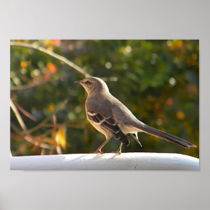 CG- Mockingbird Poster
