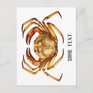Chaceon, the Atlantic deep sea red crab Postcard