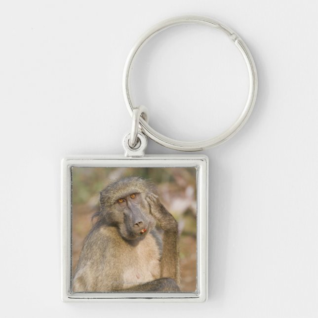 Chacma Baboon (Papio ursinus) scratching its Key Ring (Front)