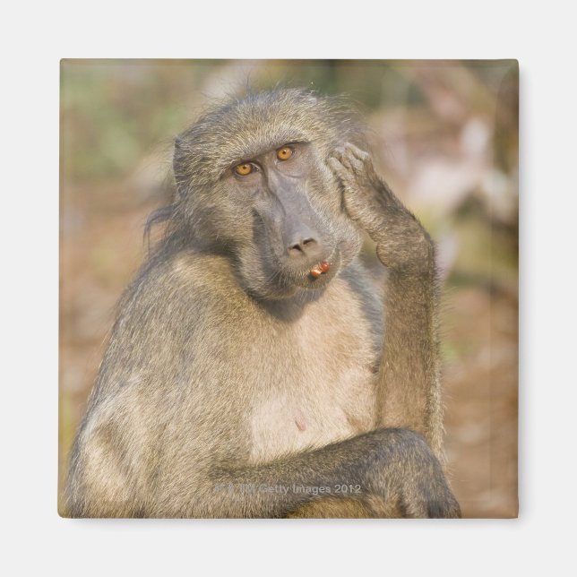 Chacma Baboon (Papio ursinus) scratching its Magnet (Front)