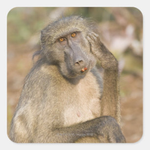 Chacma Baboon (Papio ursinus) scratching its Square Sticker
