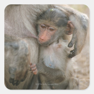 Chacma Baboon, Papio ursinus with young, Kruger Square Sticker
