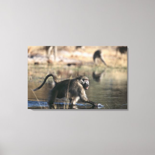 Chacma Baboons (Papio ursinus) walking through Canvas Print (Front)