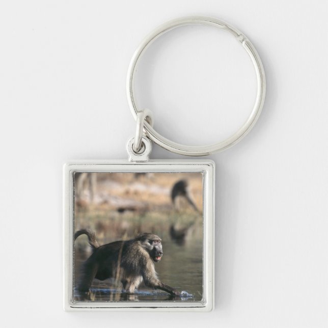 Chacma Baboons (Papio ursinus) walking through Key Ring (Front)