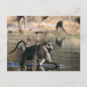 Chacma Baboons (Papio ursinus) walking through Postcard