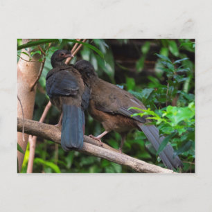 Chaco chachalacas postcard