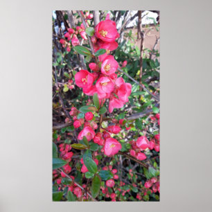 Chaenomeles japonica , Ornamental quince Poster