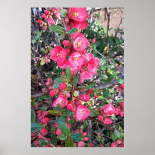 Chaenomeles japonica , Ornamental quince Poster