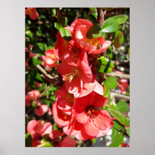 Chaenomeles japonica , Ornamental quince Poster
