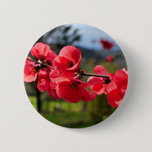 Chaenomeles speciosa Badge