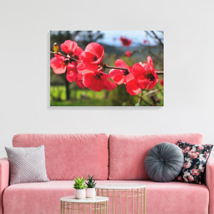 Chaenomeles speciosa canvas print