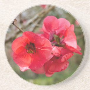 Chaenomeles speciosa coaster
