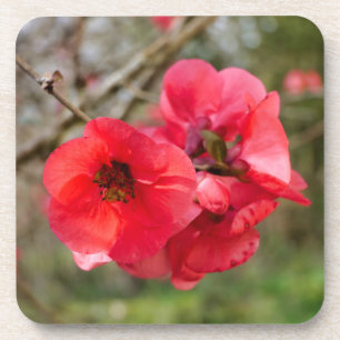 Chaenomeles speciosa coaster