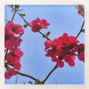 Chaenomeles speciosa glass coaster