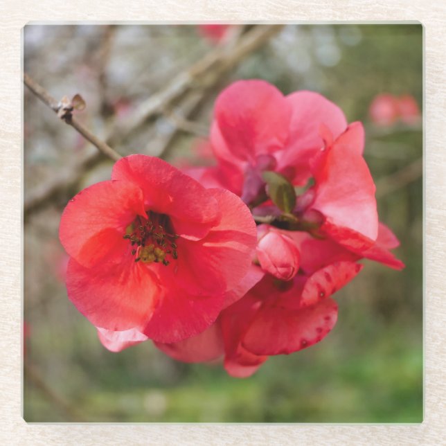 Chaenomeles speciosa glass coaster (Front)