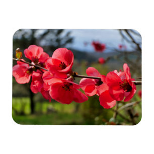 Chaenomeles speciosa magnet