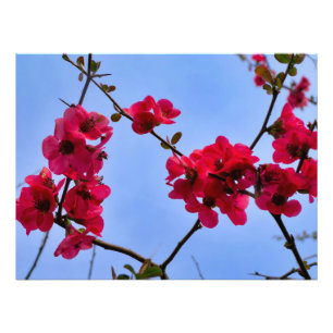 Chaenomeles speciosa photo print