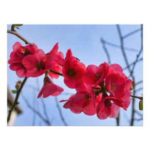 Chaenomeles speciosa photo print